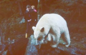Connecting with the Spirit Bear