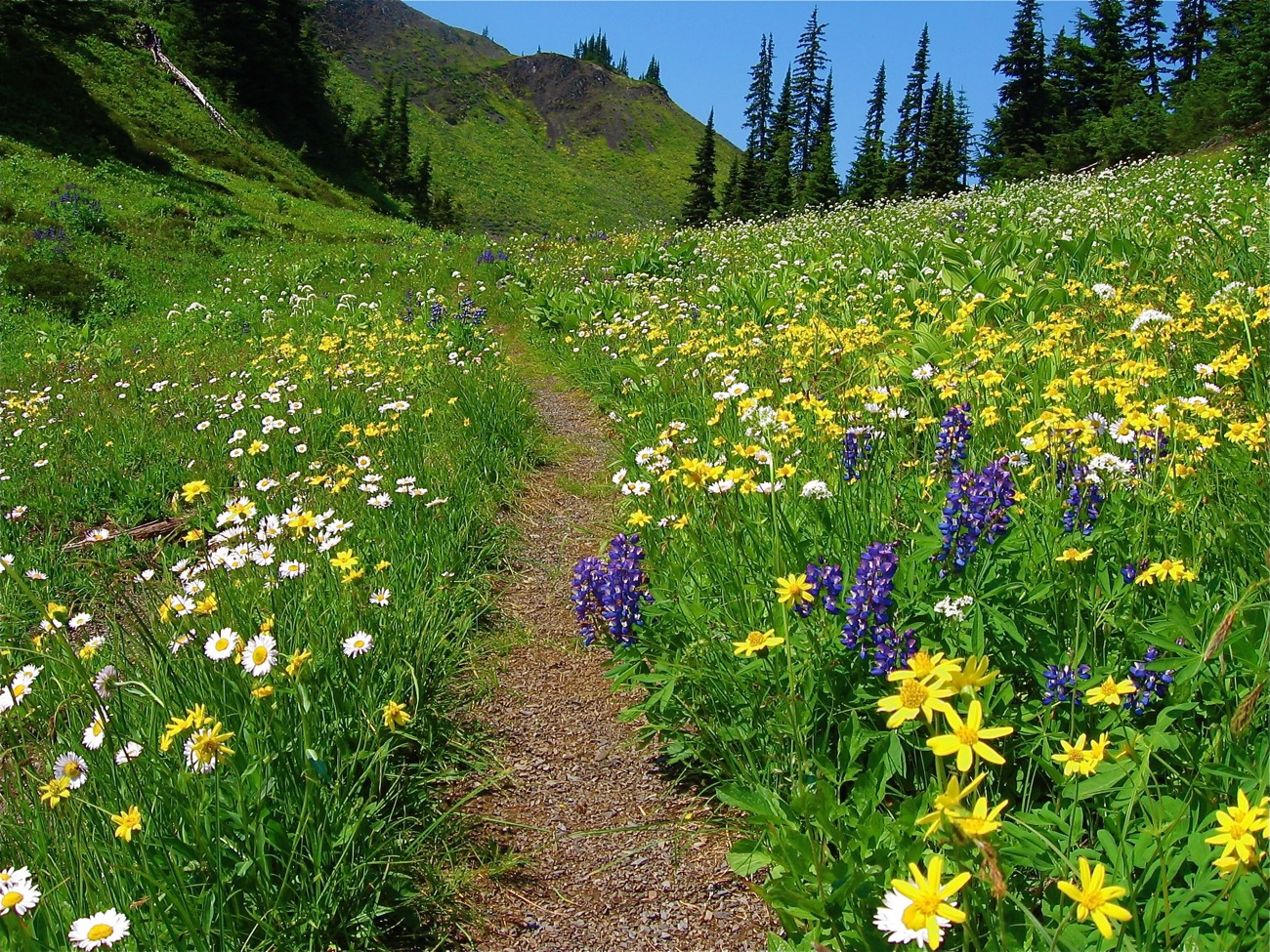 A trail through a beautiful alpine meadow.